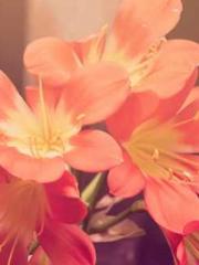 One Night Marriage P