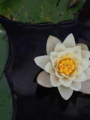 Reborn in the Apocal