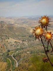 Fāng Chénlín Xuěyán