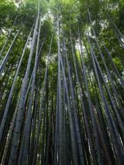 lt;Natural Disasters